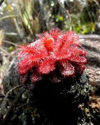 Drosera hirticalix Sundew seeds