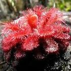 Drosera hirticalix