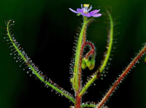 Drosera indica Sundew seeds