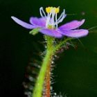 Drosera indica Drosera graines