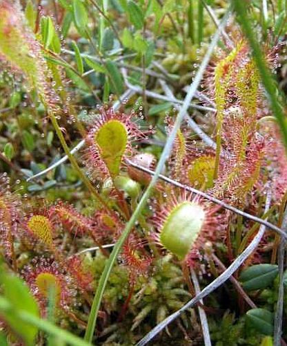 Drosera intermedia all green sundew seeds