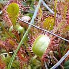 Drosera intermedia all green  cемян