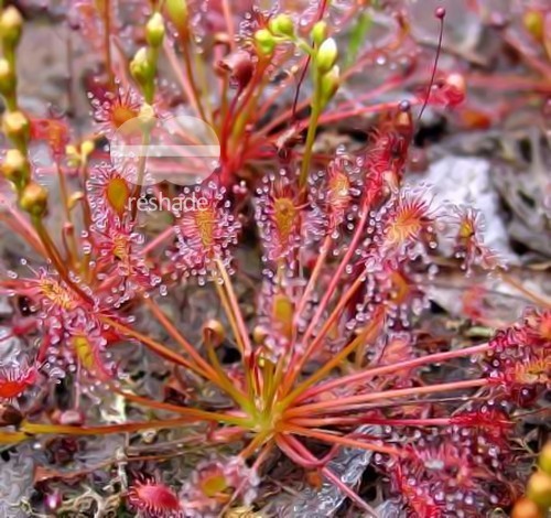 Drosera intermedia giant form sundew - hardy seeds