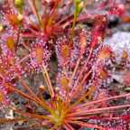 Drosera intermedia giant form