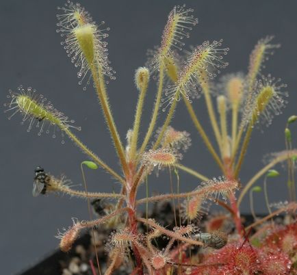 Drosera longiscapa Sundew seeds