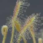 Drosera longiscapa