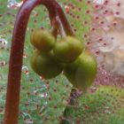 Drosera macrophylla