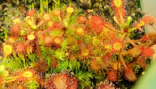 Drosera madagascariensis sundew seeds