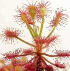 Drosera madagascariensis