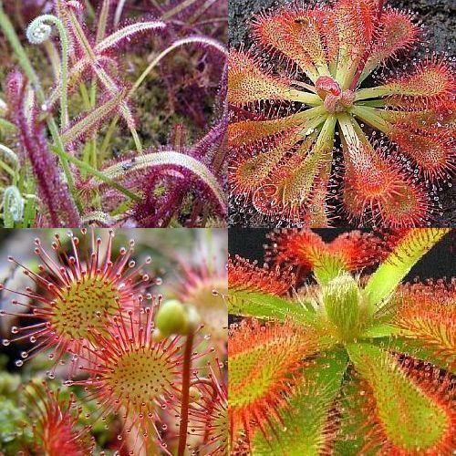 Drosera mix Drosera Mix seeds