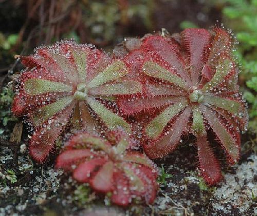 Drosera natalensis sundew - carnivorous plant seeds