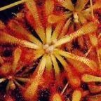 Drosera natalensis