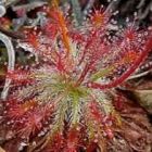 Drosera neocaledonia