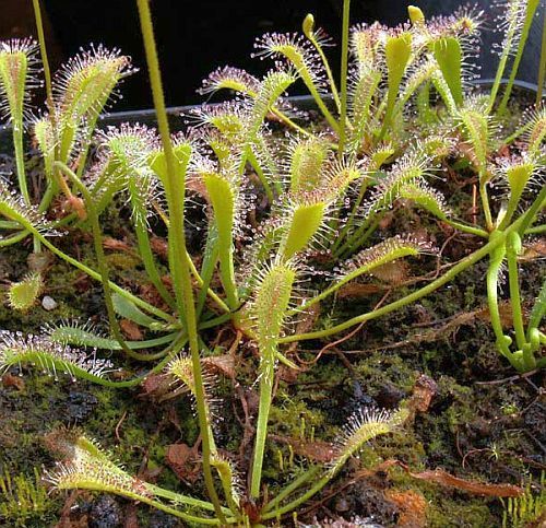 Drosera nidiformis sundew seeds