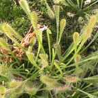 Drosera nidiformis