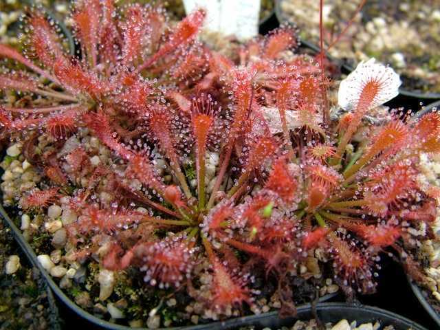 Drosera oblanceolata sundew seeds