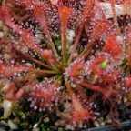 Drosera oblanceolata ﻿Дросера, Росянка

 cемян