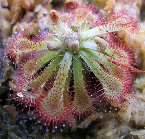 Drosera pauciflora sundew seeds