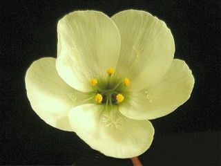 Drosera pauciflora sundew seeds