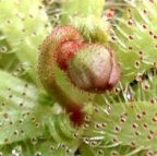 Drosera pauciflora