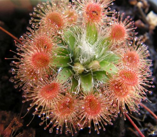 Drosera pulchella Pygmy seeds