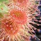 Drosera pulchella