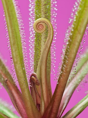 Drosera regia king sundew seeds