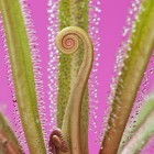 Drosera regia