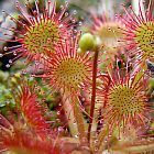Drosera rotundifolia
