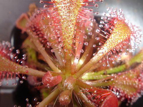 Drosera rubripetala sundew seeds