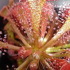 Drosera rubripetala