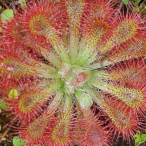 Drosera spathulata sundew seeds