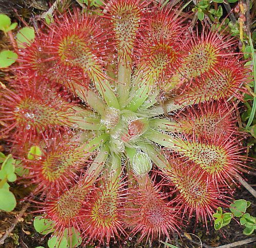 Drosera spathulata Kedumba Walls Blue Mountain sundew seeds