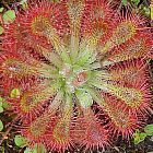 Drosera spathulata Kedumba Walls Blue Mountain
