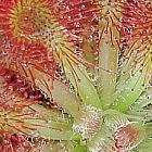 Drosera spathulata