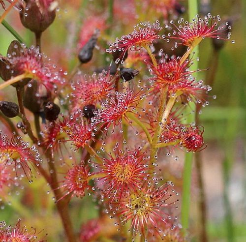 Drosera stolonifera Leafy Sundew seeds