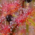 Drosera stolonifera