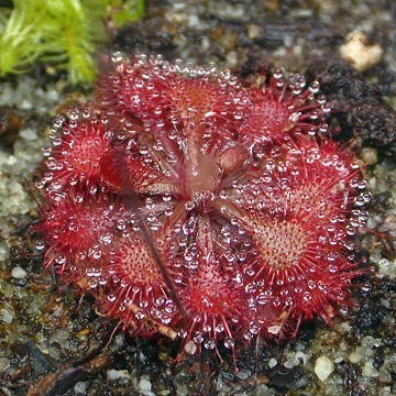 Drosera tokaiensis sundew seeds