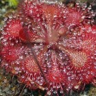 Drosera tokaiensis