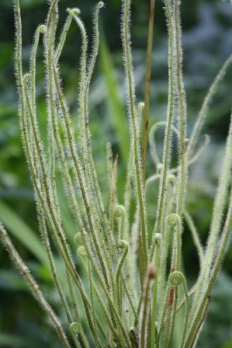 Drosera tracyi Tracys Sundew seeds