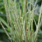 Drosera tracyi