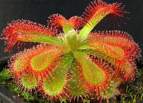 Drosera trinervia Sundew seeds