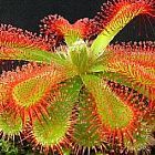 Drosera trinervia ﻿Дросера трехлопастная. Росянка трехлопастная. cемян