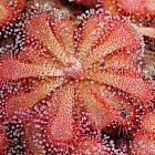 Drosera venusta Tsitsikama