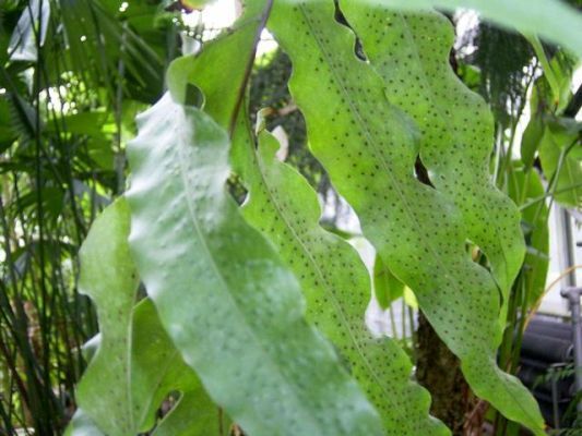 Drynaria quercifolia oak-leaf fern seeds