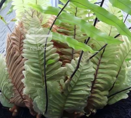 Drynaria rigidula Birds Nest Fern - Basket Fern - Oak Leaf Fern seeds