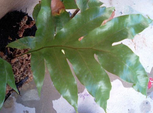 Drynaria sparsisora basket fern seeds