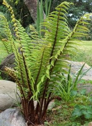 Dryopteris wallichiana Alpine wood fern seeds