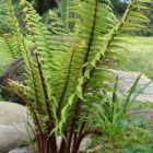 Dryopteris wallichiana  semi