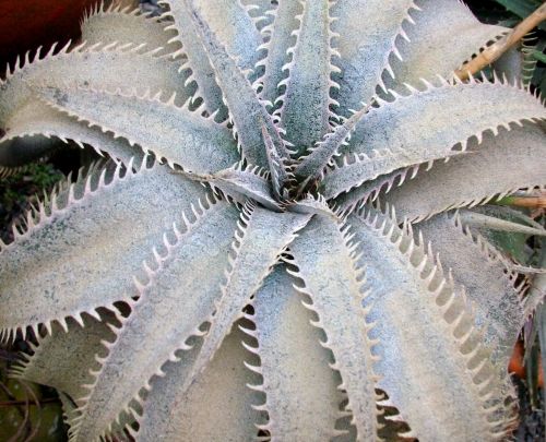 Dyckia marnier White Dyckia seeds